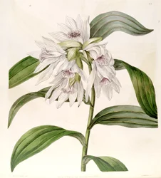 Thunia alba
